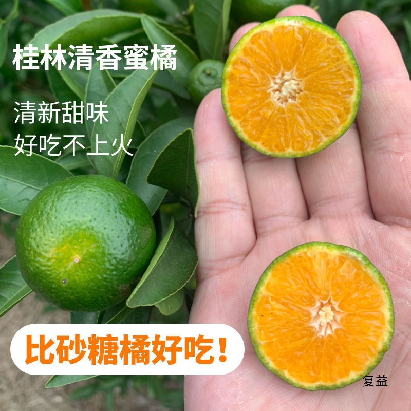 [Sour Taste] Fujian Oranges Are Freshly Picked Green-Skinned Oranges with a Sweet and Sour Taste, Thin-Skinned Tangerines, Suitable for Pregnant Women