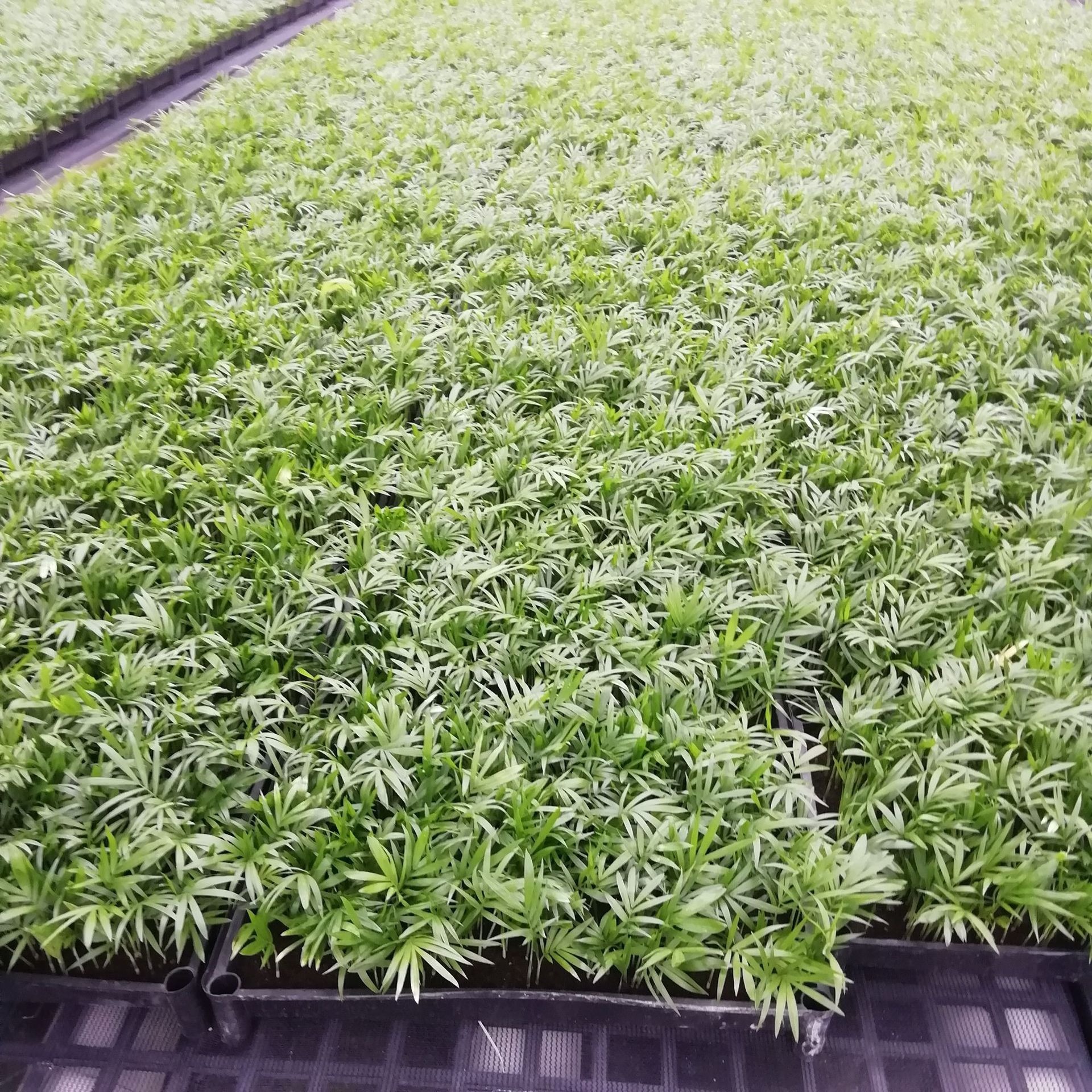 Source Manufacturers Long-Term Large Supply of Green Plants Pocket Coconut Landscaping Flower Seeds Seedlings Wholesale