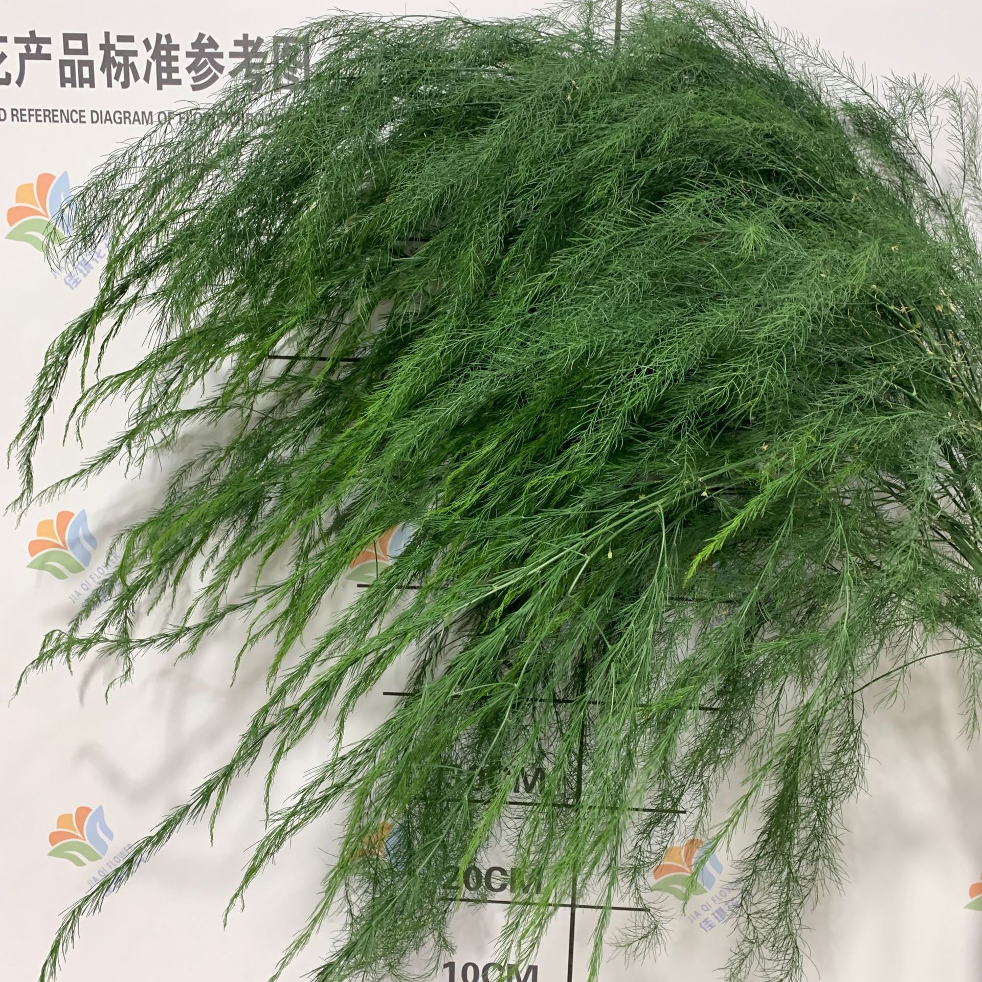 Fresh Asparagus Leaves, Flowers, Outdoor Wedding, Forest Style Wedding Arrangement, Flowers, DIY Asparagus Shooting Props