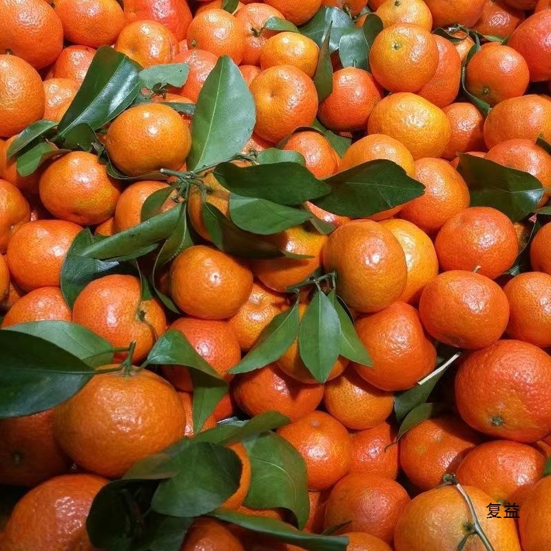Freshly Picked Guangxi Sugar Oranges, Fresh Fruits with Thin Skin and Juicy Oranges, Super Sweet Sugar Oranges