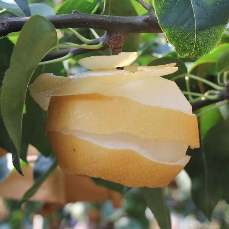Authentic Laiyang Qiuyue Pear Gift Box Fresh Seasonal Fruit Shandong Rock Sugar Pear Whole Box Free Shipping Ready to Pick and Ship