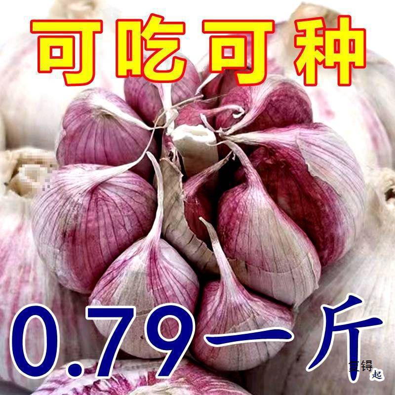 [Низкая цена] Новый сушеный чеснок из Цзинсян