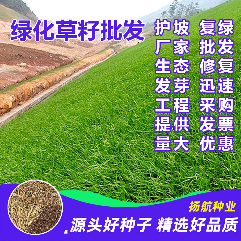 Оптовая продажа семян травы для защиты склона, семена для озеленения, семена для склона, четырёхсезонные зелёные семена собачьей зубки, райграс