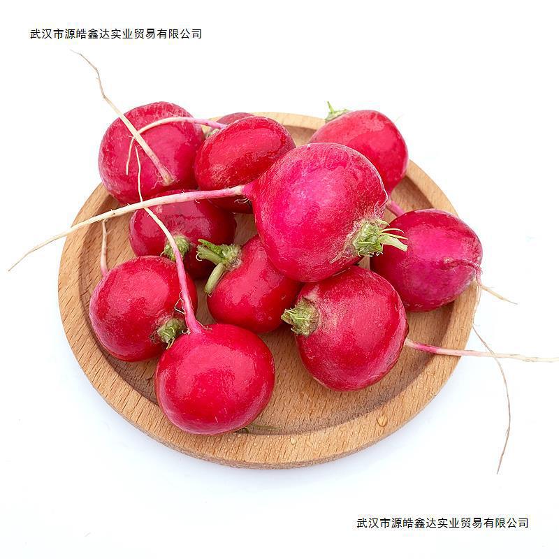 Fresh Cherry Radish, Mini Fruit Radish, Small Red Round Radish, Raw Vegetable Western Salad Ingredients
