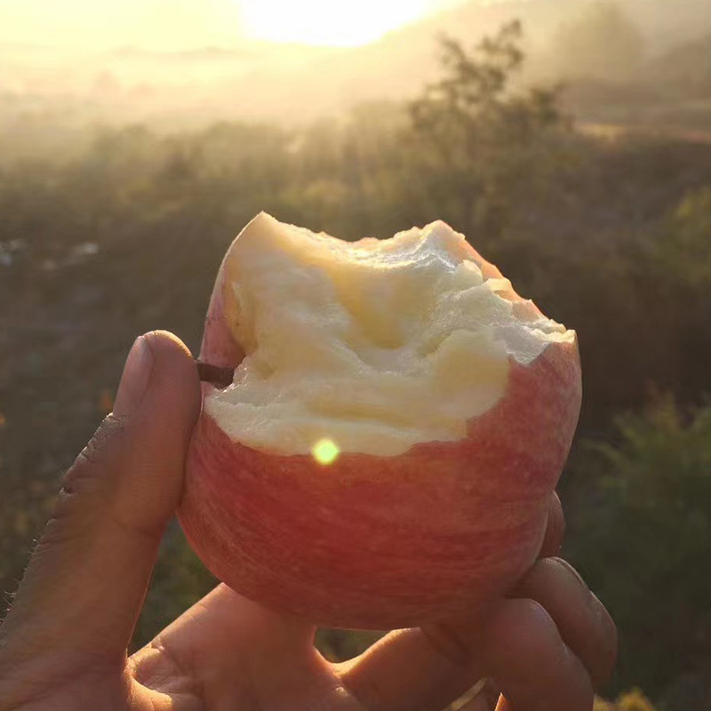 [Available All Year Round] Yantai Apple Stripesd Red Fuji Seasonal Fresh Fruit Wholesale Gift Box