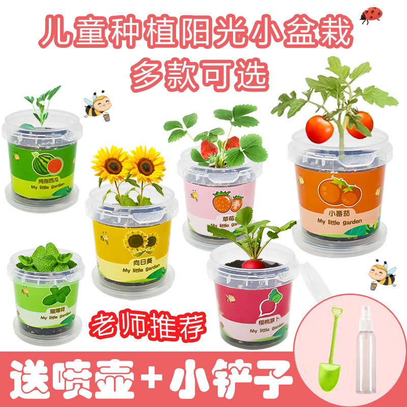 Children's Potted Plants, Creative Plants, DIY Birthday Office Balcony Sun Room, Cute Seeds Wholesale