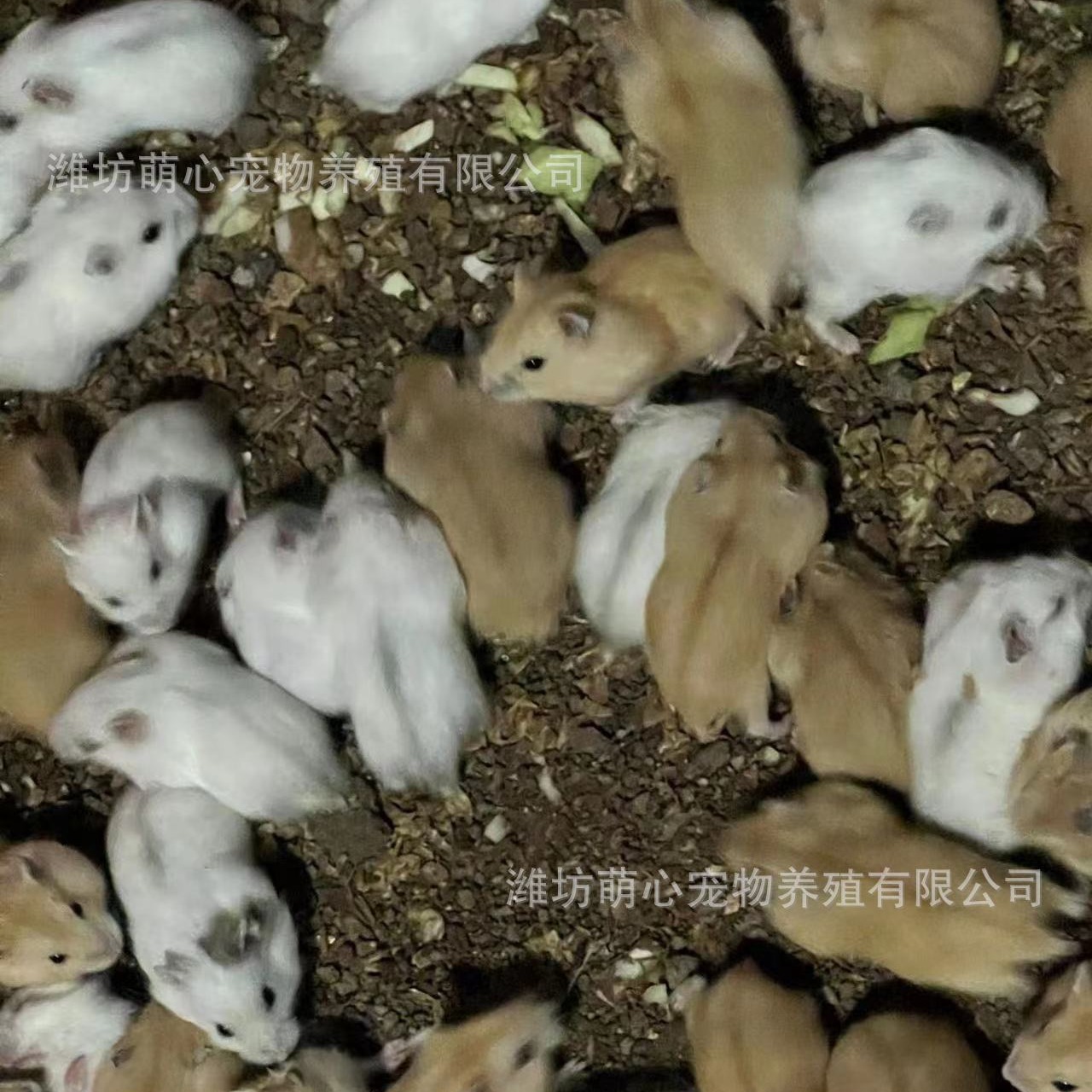 Hamster Wholesale Stall Set Ring Live Three-Line Purple Warehouse Pudding Silver Fox Parents-In-Law Milk Tea Small Hamster Wholesa