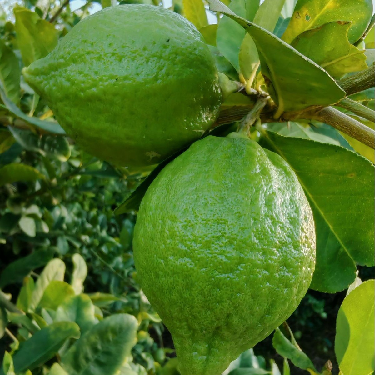 Guangdong Lemon Wholesale Jiangmen Planting Base Milk Tea Shop Cafe Food Factory Package Sf Express Lime