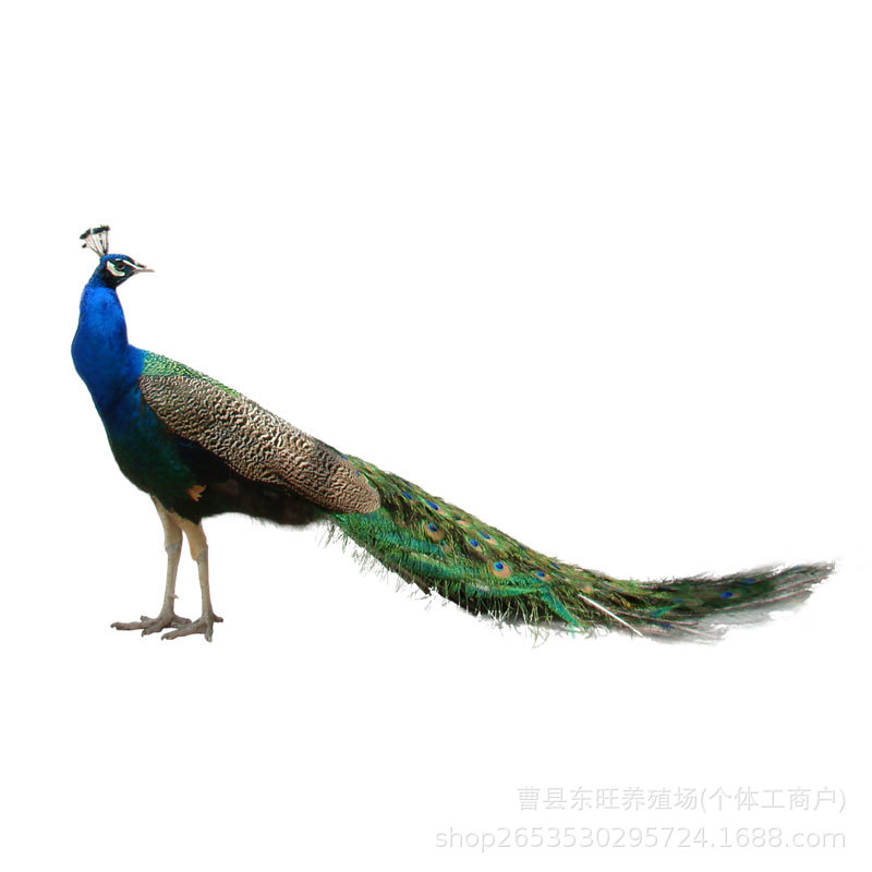 Where Can I Buy a Blue Peacock with Spread Wings? How Much Does It Cost to Raise Live Peacocks for Sale? How Much Does a Peacock Egg and Meat Cost?