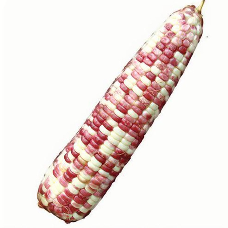 Rongyunuo No. 88 Flower Sweet Waxy Corn Seeds Glutinous Corn Seeds Full Color Glutinous Fragrant High-Yielding Fruit Larvae Super Sweet