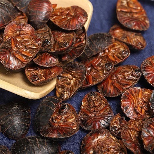 Chinese Wild Mountain Earthworm Dustpan Insect Can Be Powdered Earthworm Earthworm Earthworm Earthworm Good Product