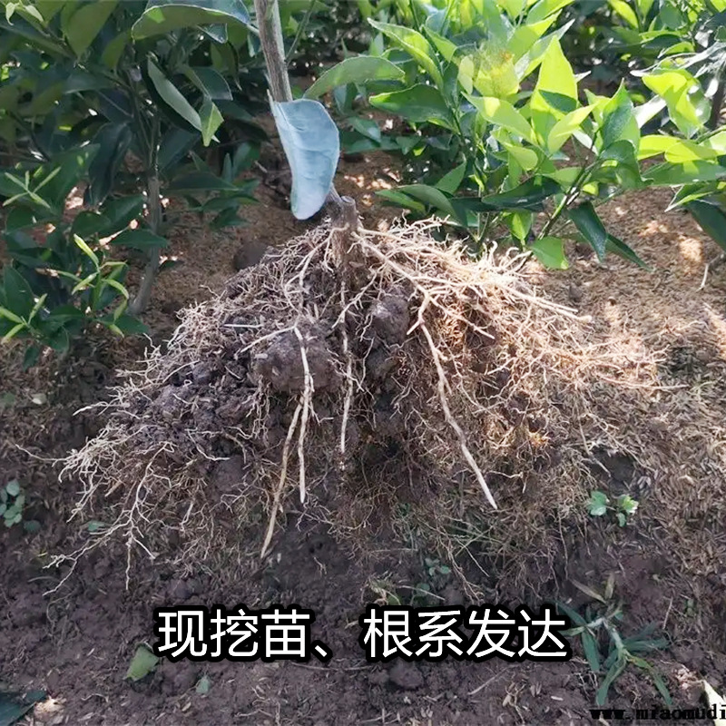 Dropshipping of Daya Citrus Saplings, Potted Seedlings Planted in the North and South, Grafted Seedless Four-Season Sweet Orange Fruit Saplings