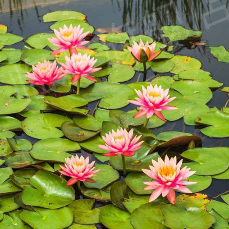 Base Straight Hair Water Lily Root Block Hydroponic Bowl Water Lily Root Seedlings Large Water Lily Root with Buds Shipped for Work