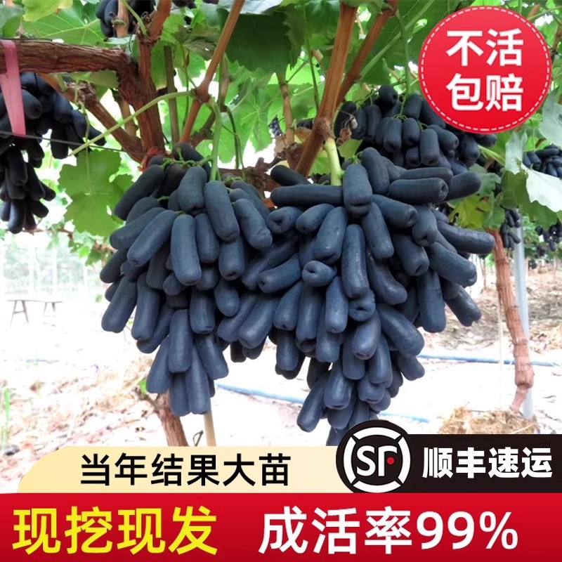Sunshine Rose Grape Seedlings for Planting in Both Northern and Southern Regions, Cold-Resistant Nina Queen Sapphire Seedless Seedlings on Old Stumps