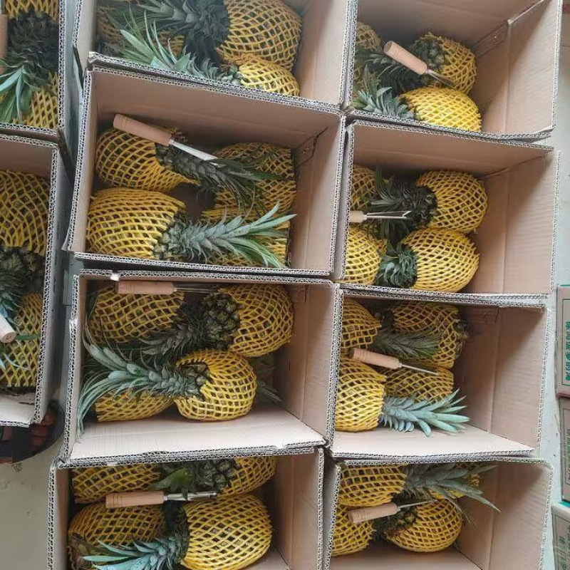 Fresh Large Pineapple, Extra Large Fruit, Golden Diamond Sugar Heart, Seasonal Tropical Fruits and Vegetables
