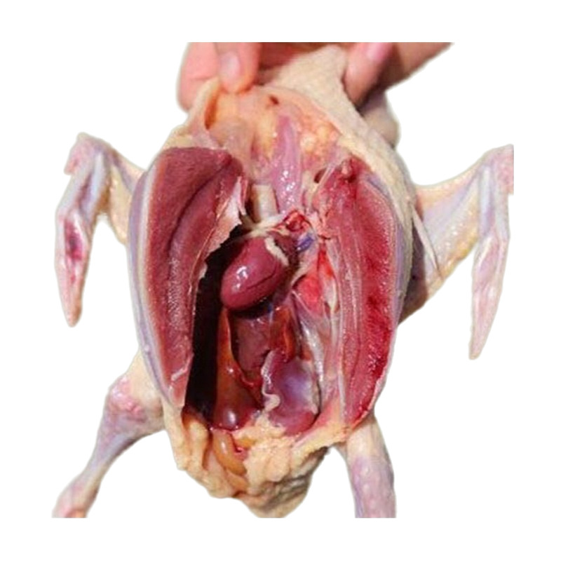 Wholesale Su Shuangkang brand frozen pigeon meat edible farm free-range living pigeon fresh pigeon meat pigeon