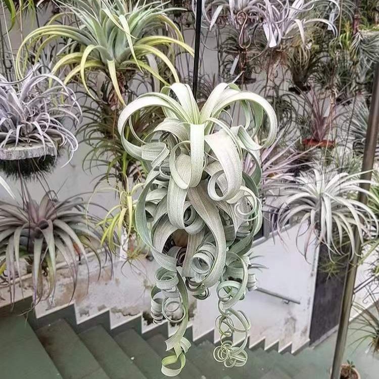 Air Tillandsia Variety Hanamaki Soilless Plant Desktop Office Purification Green Plant Potted Florals Wholesale