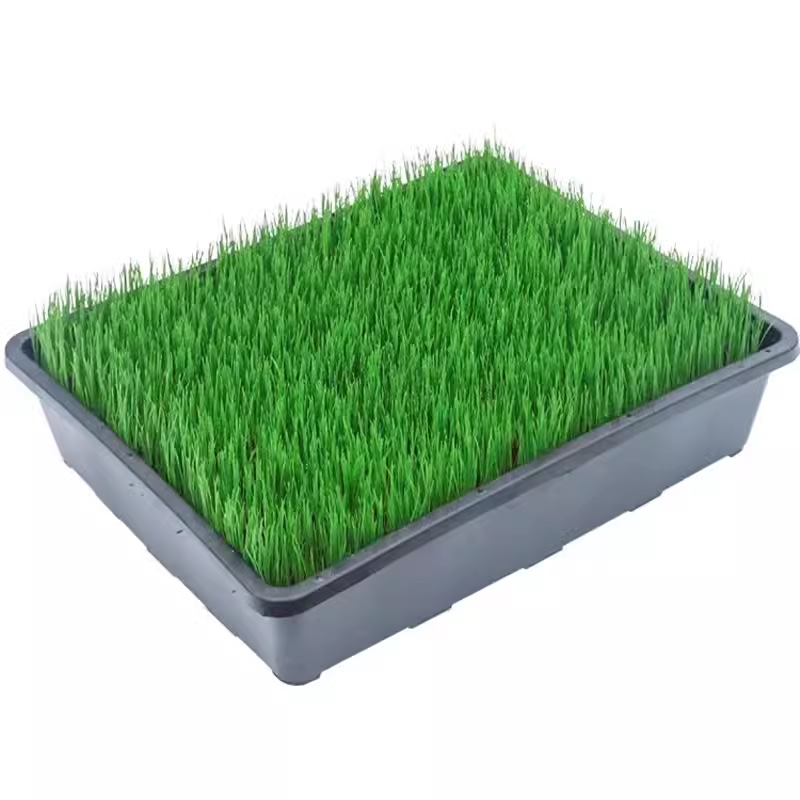 Lawn Grass Seeds, Evergreen Slope Protection, Bermudagrass, Courtyard Carpet Grass Seeds, Greening Manila Rye Turf