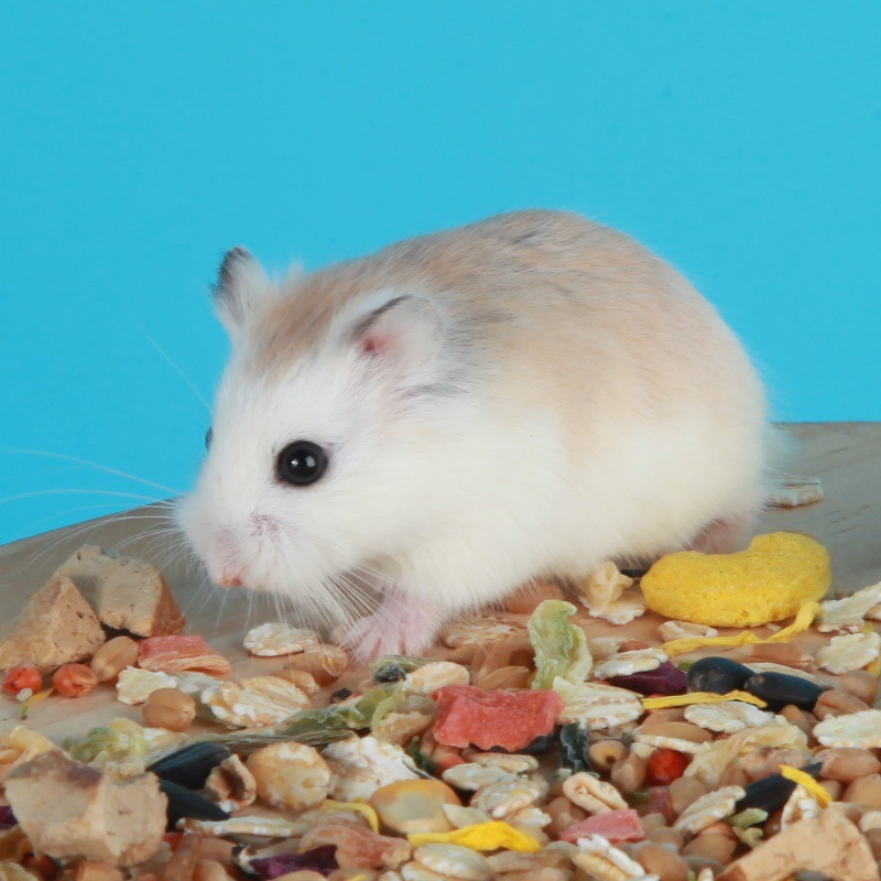 Jiangsu Wholesale Small Hamster Three-line Pudding Purple Warehouse Silver Fox Golden Bear Live Rare Long-haired Bear Transport Farm