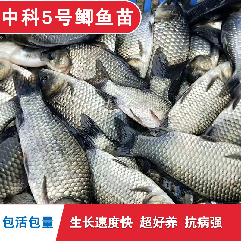 Zhongke No. 5 Crucian Carp Fry, Large Variety of Golden Crucian Carp Fry, Live Freshwater Fish Fry, Native Crucian Carp Fry, White Crucian Carp, Xiangyun Crucian Carp