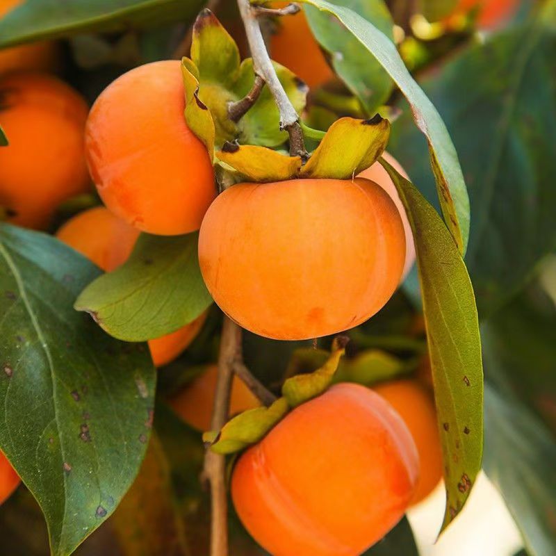 Shaanxi Yangfeng Chocolate Crispy Persimmon Fresh Fruit 5kg Crispy Sweet Hard Persimmon Seasonal Crispy Persimmon Sweet Crispy Persimmon