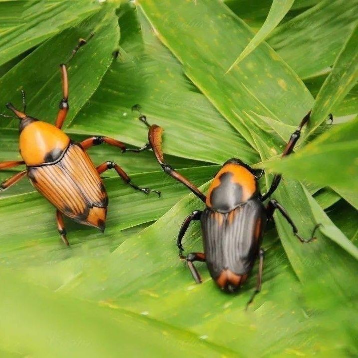 Artificially Bred Seed Insects, Bamboo Insects, Coconut Insects, Bamboo Insects, Insects, Live Insects, New Cocoon Packages, Delivered to Your Home