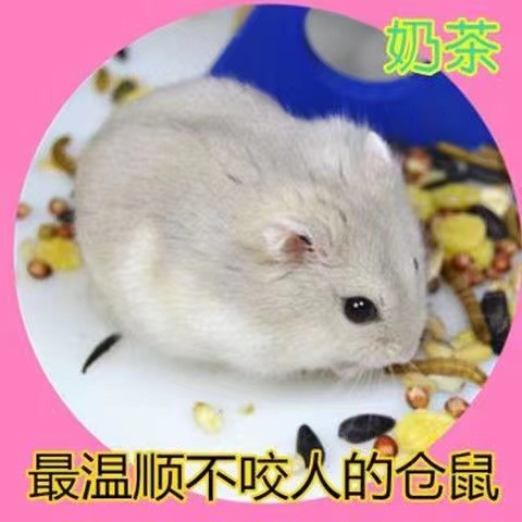 Hamster Wholesale Stall Set Live Three-Line Purple Warehouse Pudding Silver Fox Parents-In-Law Milk Tea Small Hamster Wholesale Golden Bear