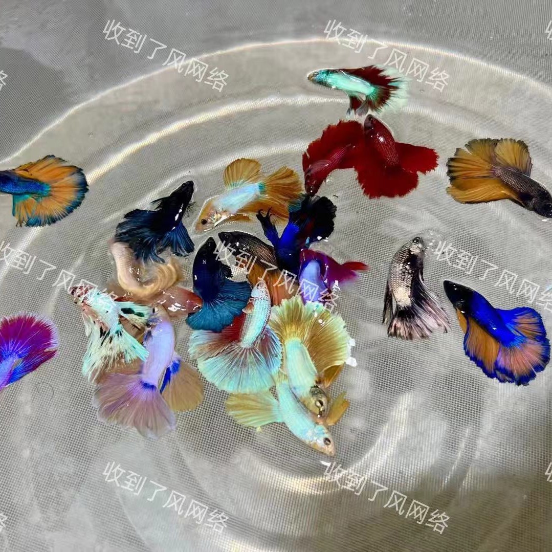 Thailand fighting fish tropical ornamental fish Lion King wedding fish half moon male fish horsetail living night market stall Net red wholesale