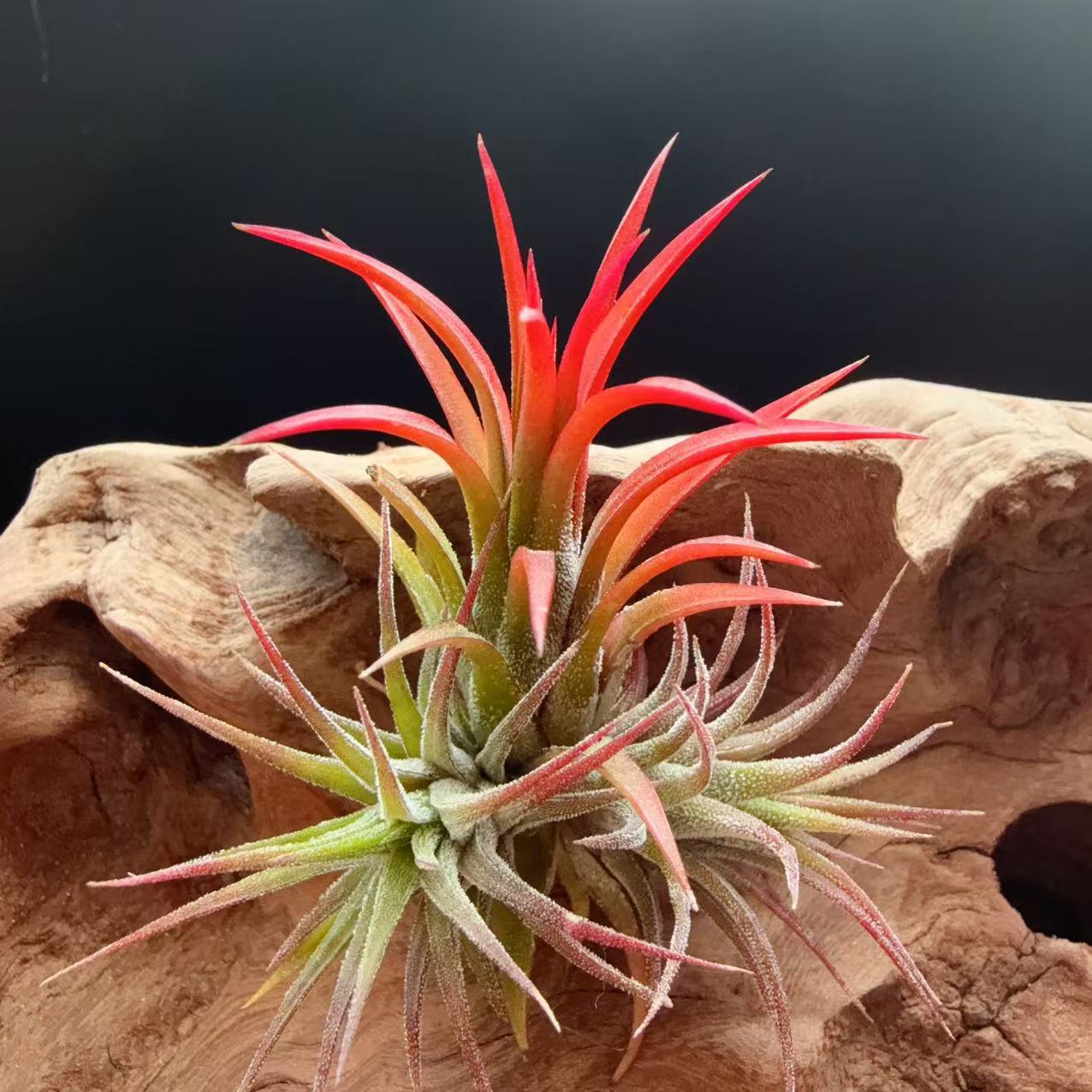 Fuguo Elf Manufacturer Direct Supply Base Straight Hair Air Pineapple Soilless Plant Air Tillandsia