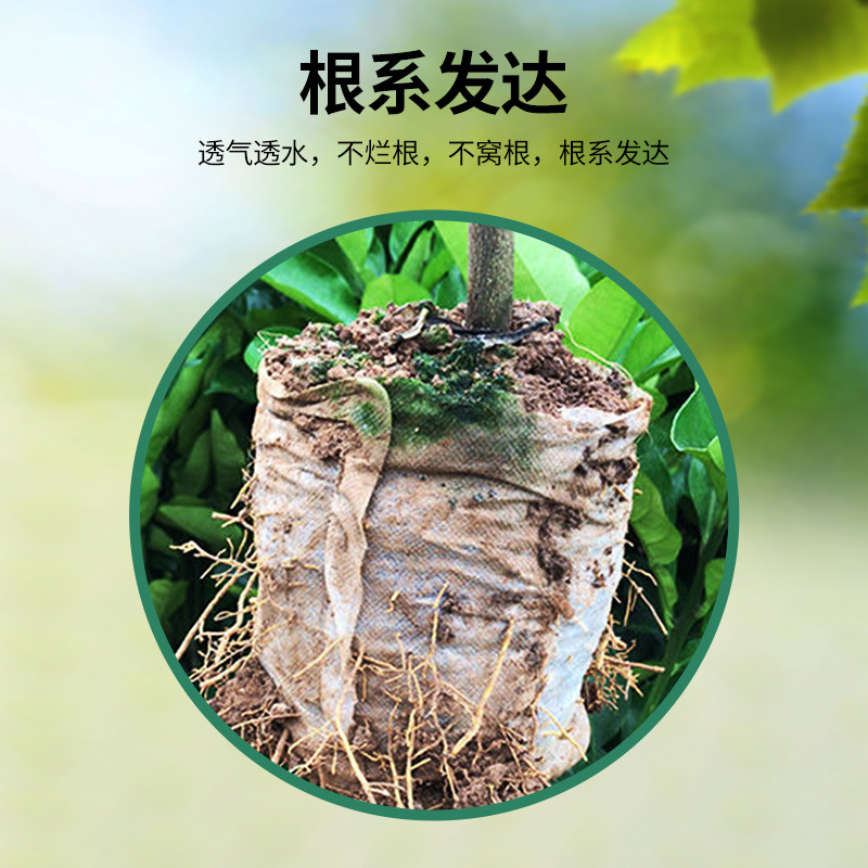 Seedling Blocks, Nutrient Blocks, Compressed Soil, Special Nutrient Soil for Succulents, General-Purpose Household Wholesale, Magical Tool for Green Plant Cultivation