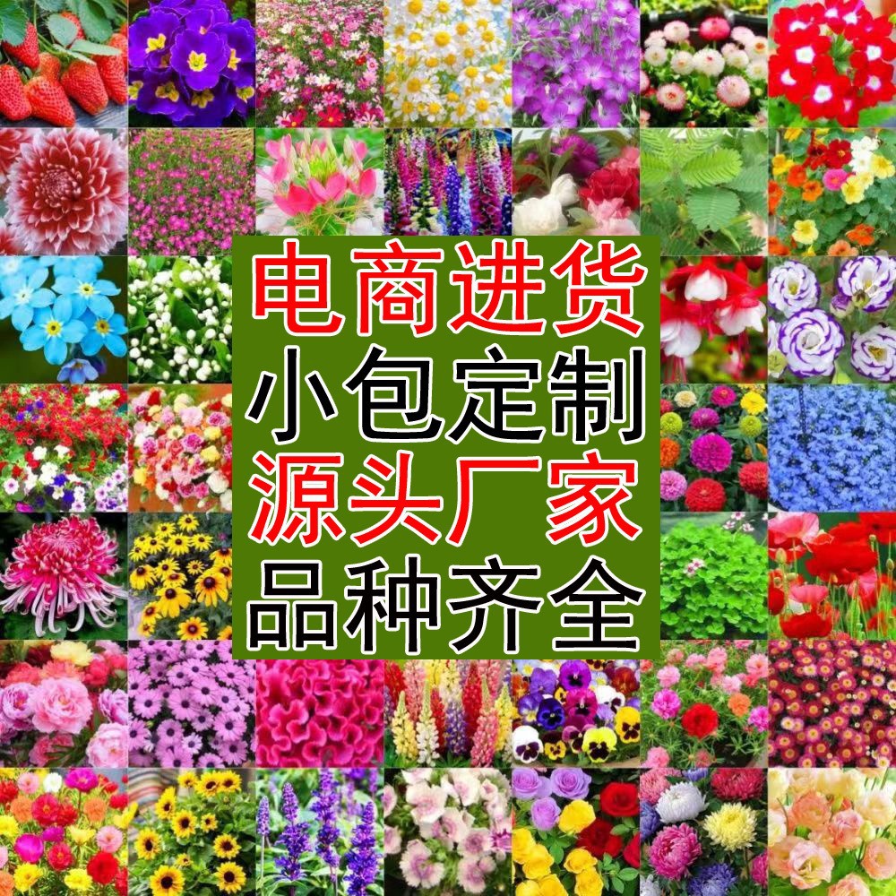 Household Seed Small Package Combination for Four Seasons Easy to Sow Home Gardening Flower Seed Factory Balcony Flower Seed