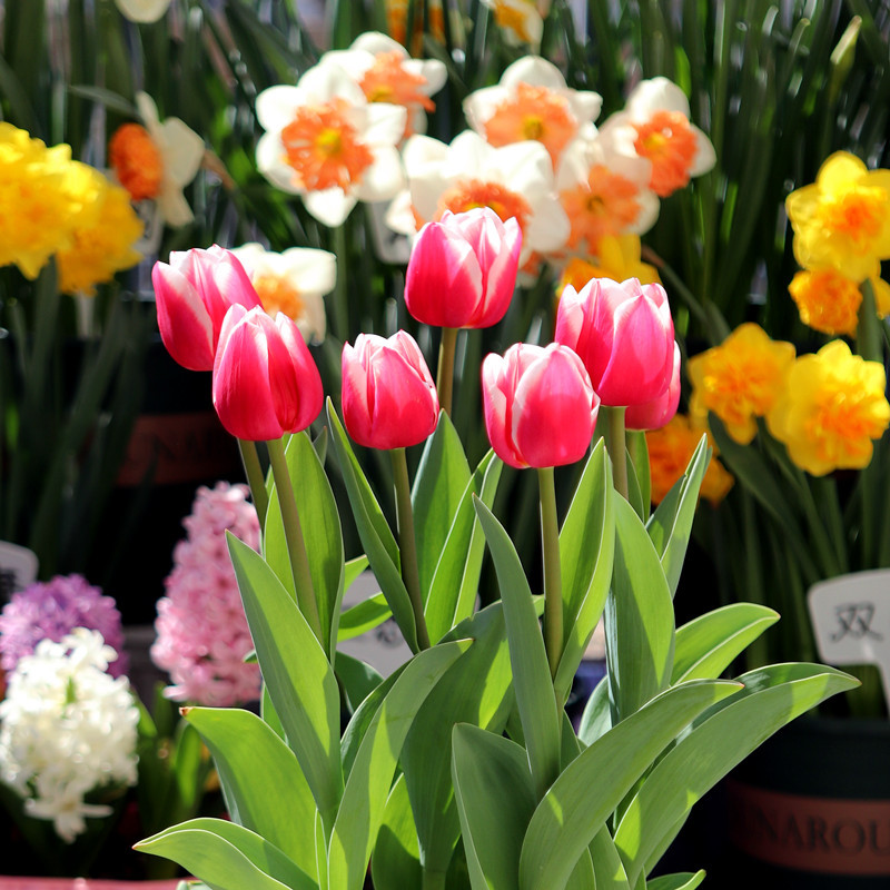 Tulip seed ball large ball soil culture hydroponic flower seeds cold-resistant flowers winter potted seedlings tulip seed flower ball