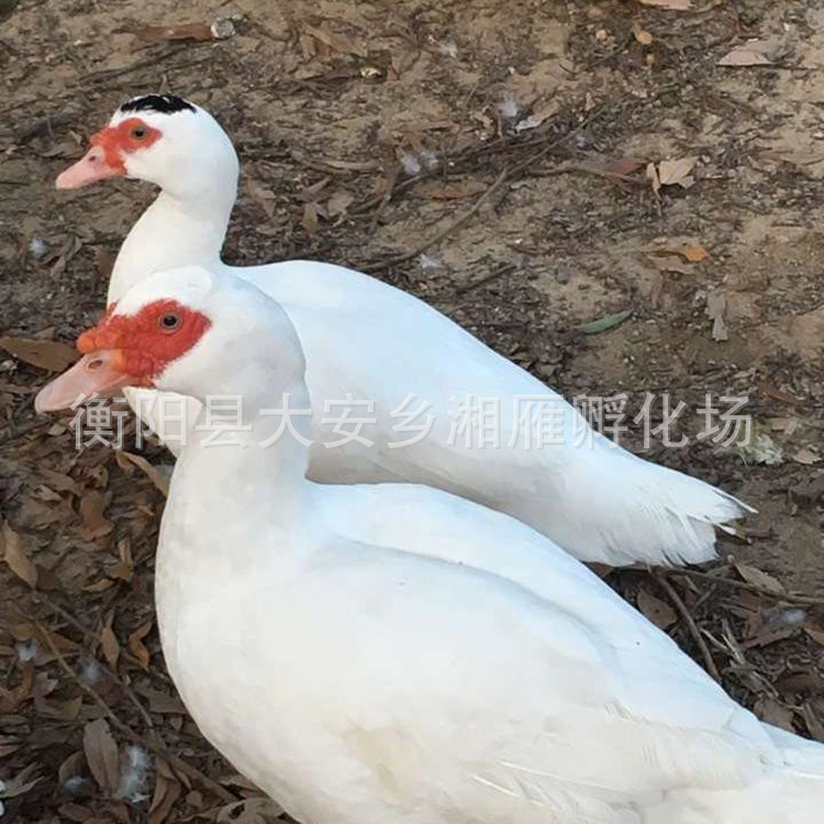 White Duck, White Braza Duck, White Feathered Sarcoma, Goose, Shelduck, Egg, Shelduck, Teal Duck, Live Duck, Duckling