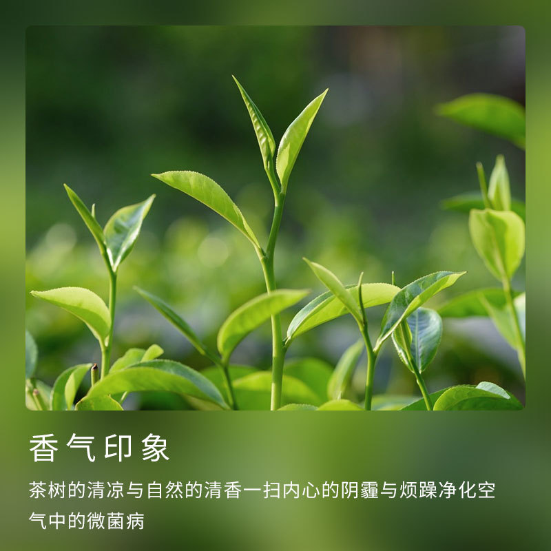 Tea Tree Essential Oil Single Essential Oil Natural Plant Extract Cosmetics Facial Massage Aromatherapy Perfume Oil Processing Oem