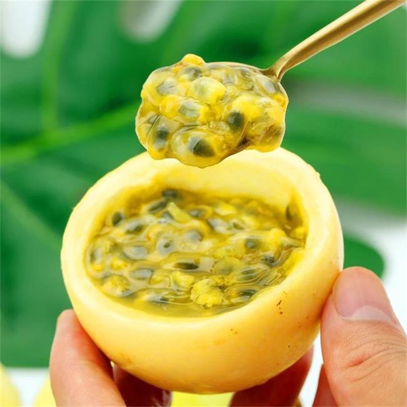Guangxi Golden Passion Fruit Fresh Fruit Yellow Passion Fruit Free Shipping Freshly Picked Golden Passion Fruit Dropshipping