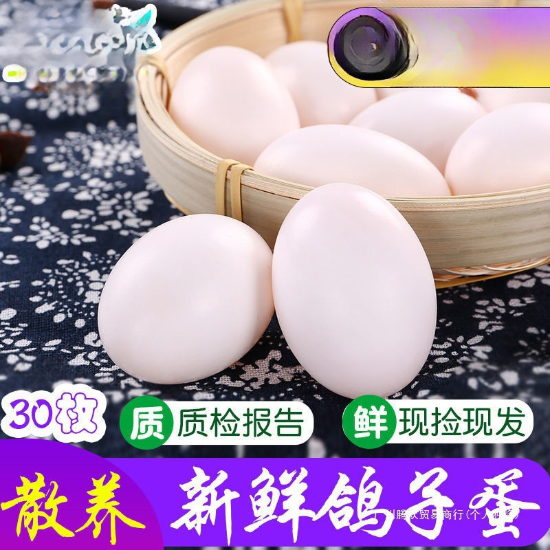Pigeon Eggs, 15-60 Free-Range Pigeon Eggs Gift Box for Pregnant Women, Farm Fresh Large High-Quality 60 Pieces 1