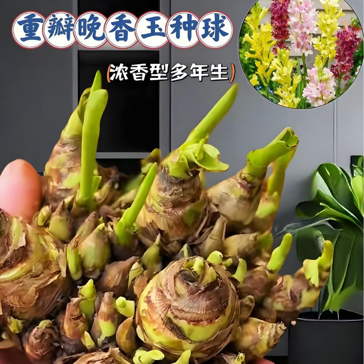 Луковицы туберозы, цветы на ночь, ароматные многолетние растения, легко выращивать в помещении и на улице