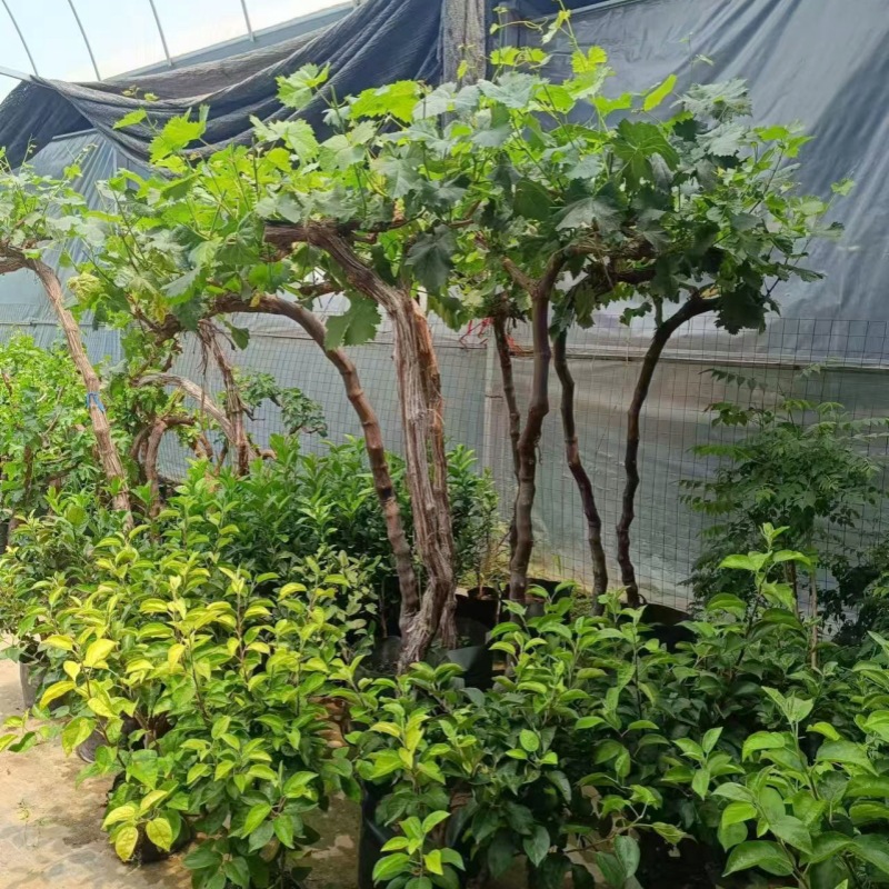 One-Piece Drop-Shipping Sapphire Grape Saplings, Courtyard Potted Plants, Seedless Climbing Grafted Saplings for Planting in the North and South