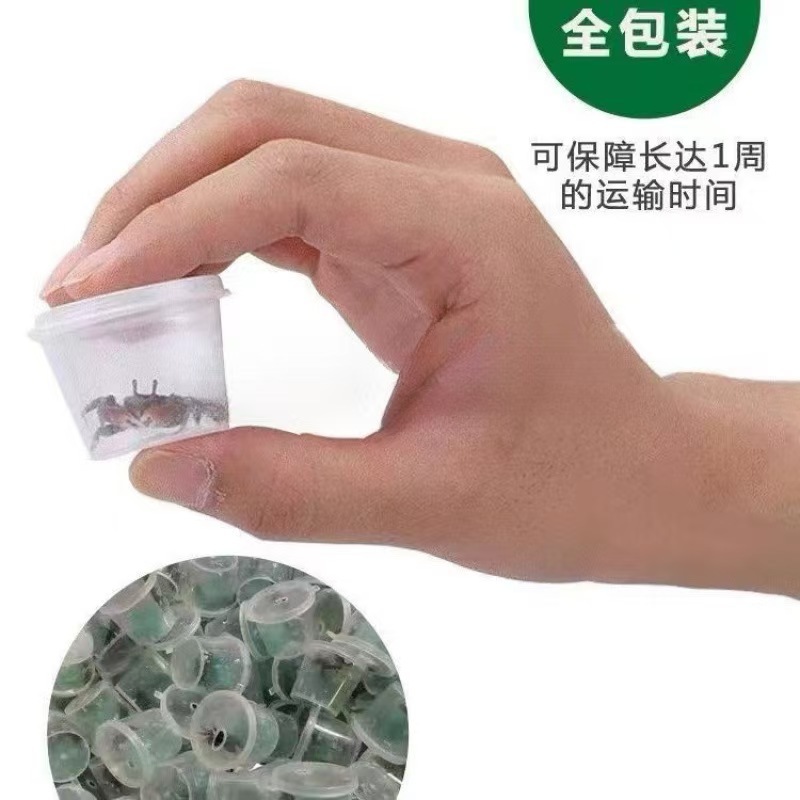 Wholesale Pepper Crab Red Tongs Pepper Crab Ornamental Crab Live Mini Small Crab 1-2cm Independent Small Round Boxed