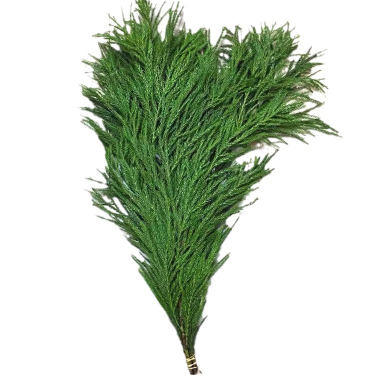 Fresh Tianzhu Girl Pine Branches Fresh Cut Flowers Yunnan Base Direct Batch Wedding Christmas Holiday Decoration Flowers