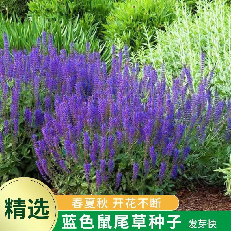 Семена шалфея, цветущие круглый год, для сада