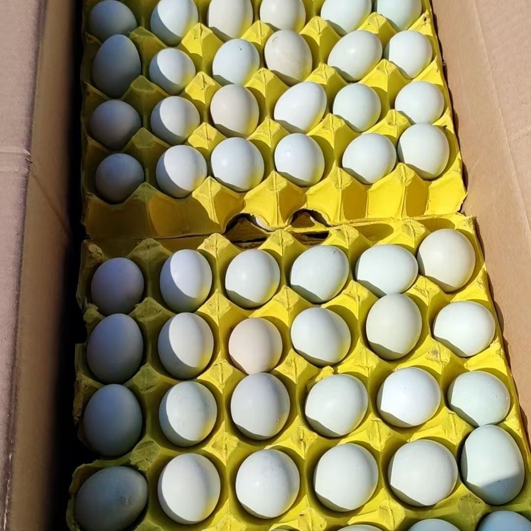 360 штук зеленых яиц черной курицы с фермы, свободного выгула, зеленые яичные яйца, яйца с травяной подстилкой