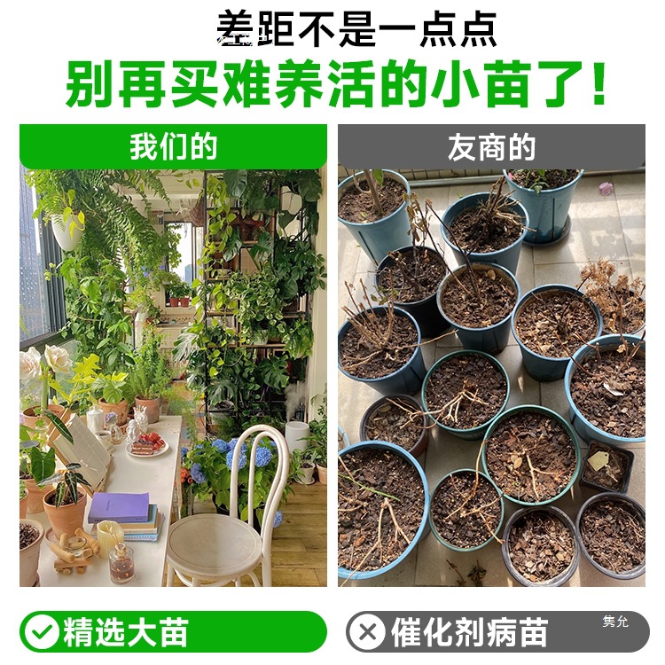 Mosquito Repellent Plants Indoor Mint Potted Outdoor Insect Repellent Four Seasons Lavender Plants Balcony Green Plants Florals Geranium