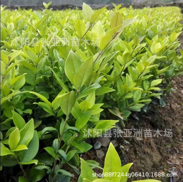 Base Direct Sales of Various Golden Berberis Flower and Color Leaves with High Survival Rate, Ball Court Ground Cover, School Community Hedge
