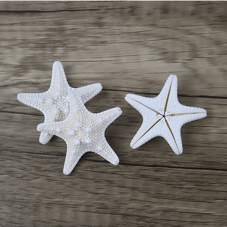 Natural Conch Shell Steamed Bread Five Fingers Overlord Starfish Mediterranean Platform Decorations Wall Ornaments Collection Wholesale