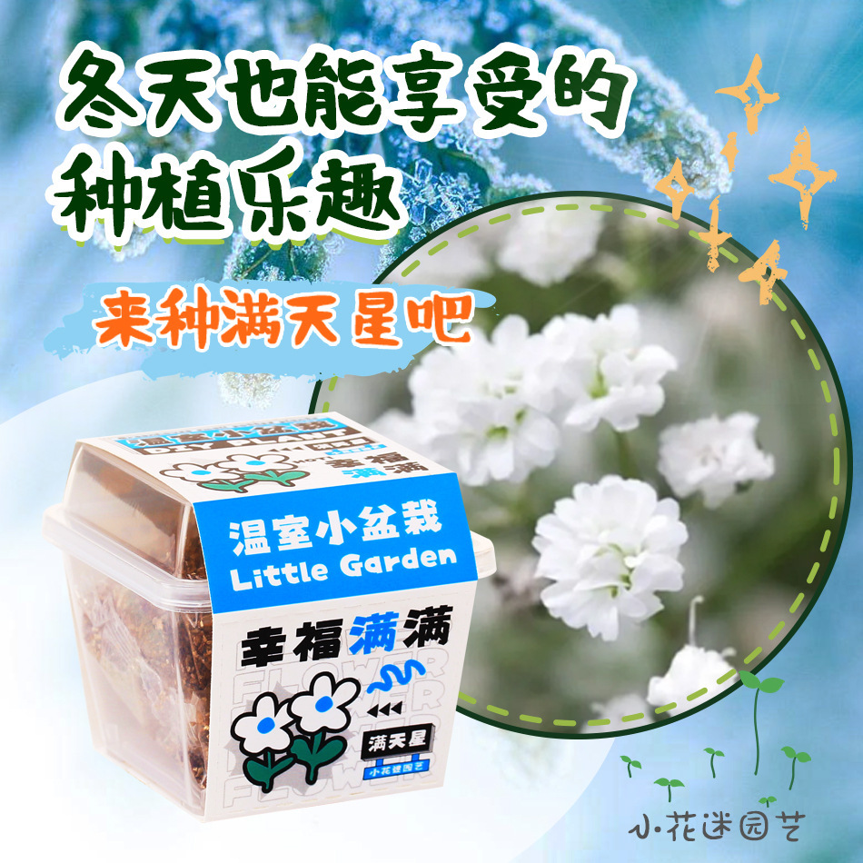 Creative Plant Blind Box Potted Plant School Season Gift Office Planting Flower Seeds Primary School Students Desktop Green Plant Potted Plant