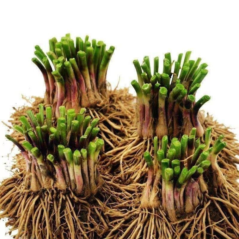 New leek root seedling purple root wide leaf red root four seasons fine leaf leek root wholesale potted balcony indoor vegetable seedling