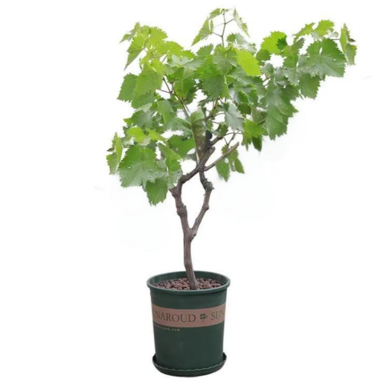 One-Piece Drop-Shipping of Drunk Golden Fragrant Grape Seedlings for Planting in Northern and Southern Courtyards, Potted Plants, Cold-Resistant Seedless Grafted Seedlings
