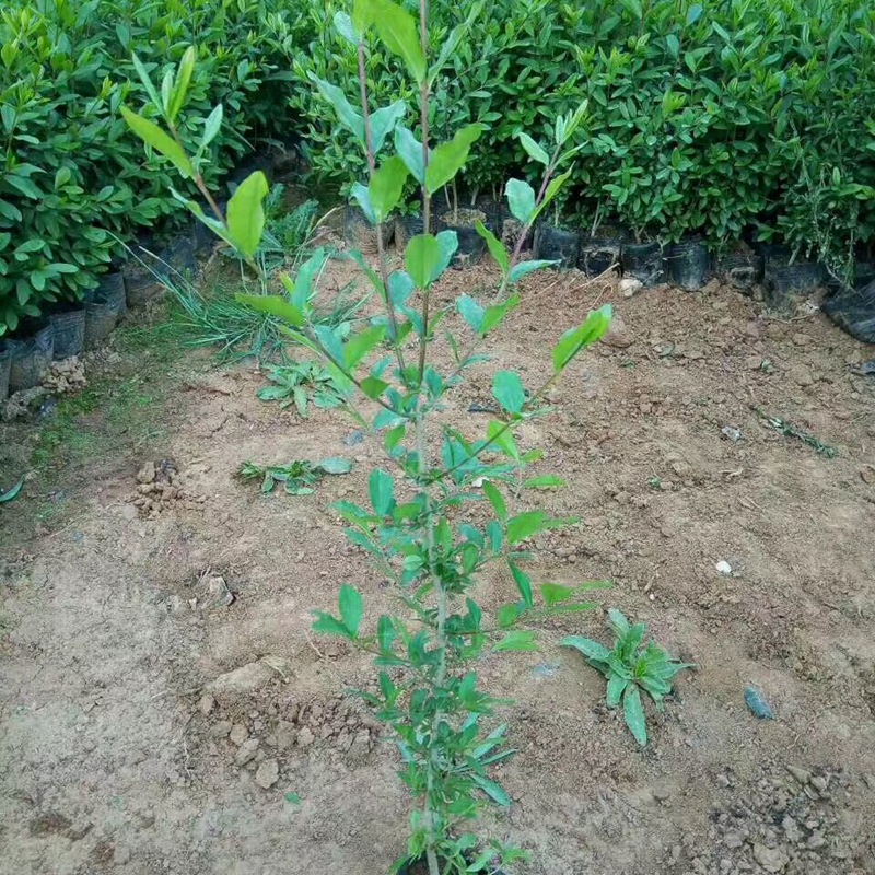 Small-Leaf Ligustrum Seedlings Are Evergreen in All Seasons. Small-Leaf Ligustrum Greening Project Color Slope Protection Clusters. Golden-Leaf Ligustrum Potted Plants