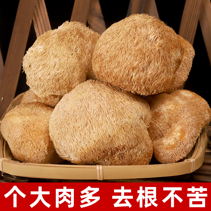 Gutian Hericium Dry Goods Deep Mountain Soup Hericium 500g Bagged Mushroom Wholesale Factory Direct Delivery